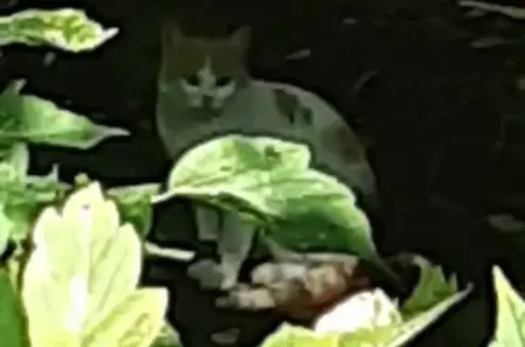 Найдена кошка на территории школы в Фили-Давыдково