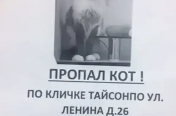 Пропала кошка на улице Ленина 26 в Дзержинске