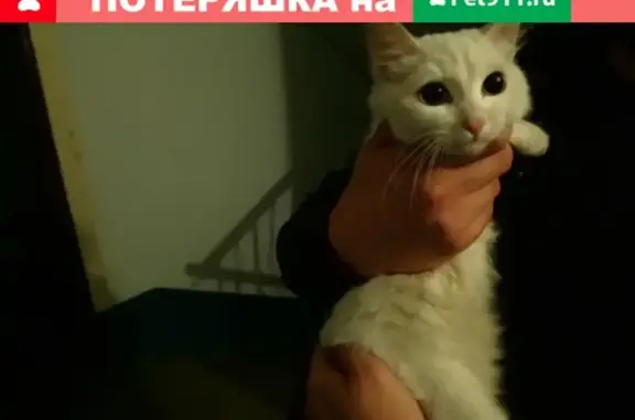 Найдена кошка в Нижнем Тагиле