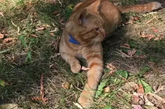 Найден британский котик на ул. Ереванской 16 в Царицыно