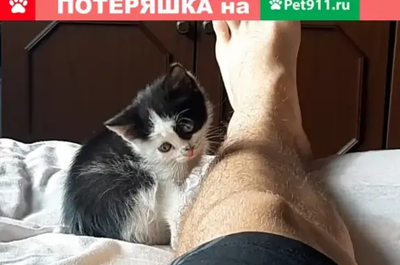 Пропал котёнок в Барнауле: помогите найти!