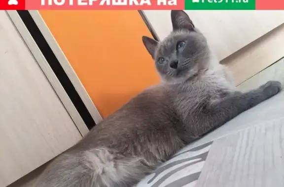Пропала кошка Настя в Назарово!
