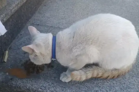 Найдена кошка возле сбербанка на Нижней набережной