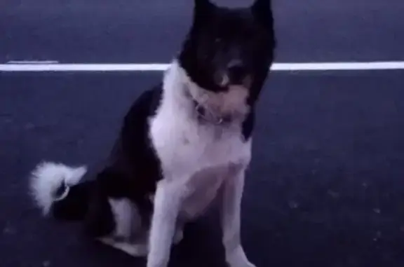 Найдена собака возле Мурманска на дороге.