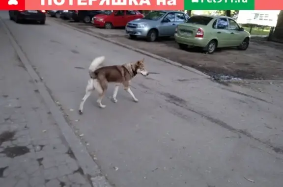 Собака Хаски найдена в Тольятти, у дома Туполева 14.