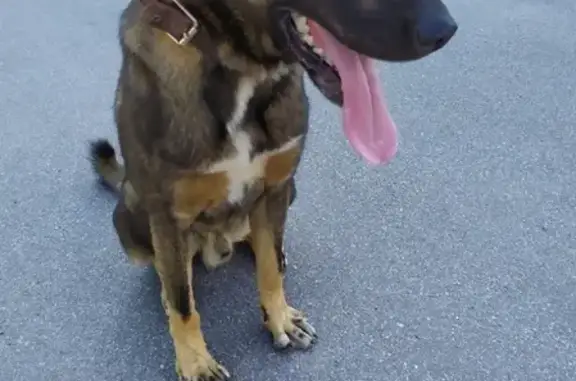 Найдена собака Даша в Кировском районе СПб