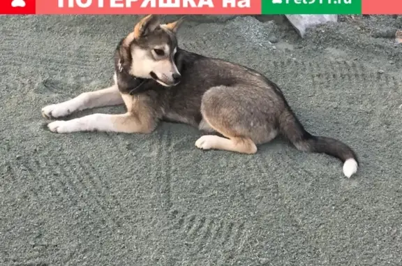 Пропала собака на улице Заводская, вознаграждение!