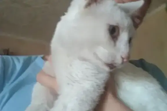 Белый кот найден на Загорьевском проезде