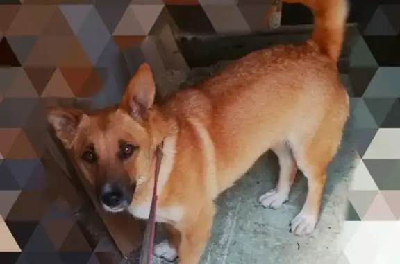 Найдена собака в Екатеринбурге, адрес: ул. Лоцмановых, 25