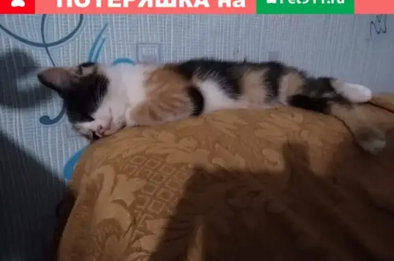 Кошки потеряшки, посёлок Белые Берега, фото: Потеряшка кошка Ася в Белых Берегах