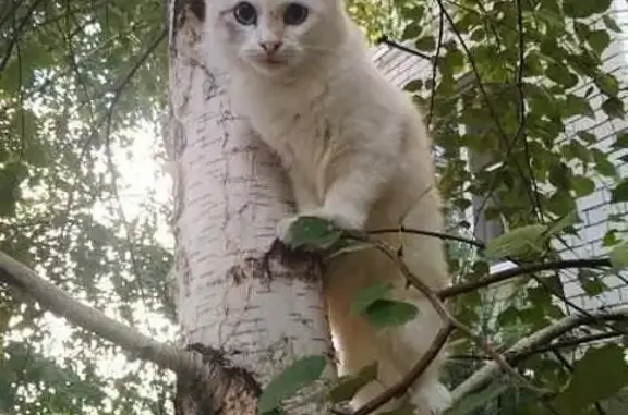 Найдена кошка на ул. Черкасской в Краснодаре