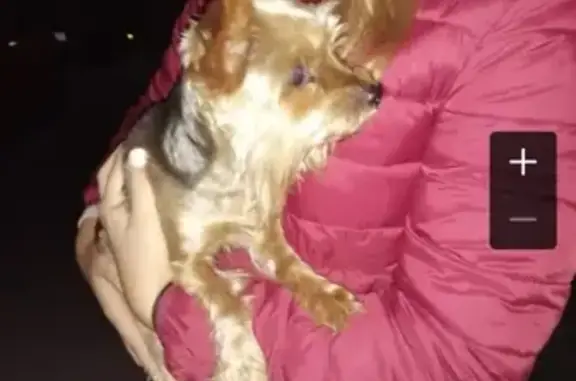 Найдена домашняя собака в Ульяновске