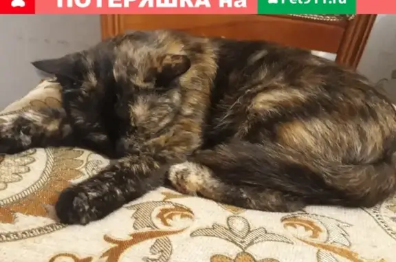 Найдена красивая кошка на ул. Товарной, ищем хозяина
