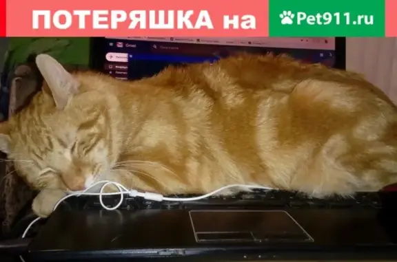 Пропал кот в Уфе: бобтейл, рыжий окрас, ул. Кусимова 15