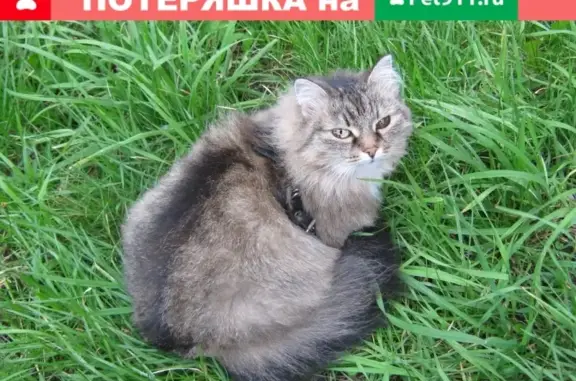 Пропала кошка Мотя в Лупполово