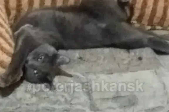 Кошки потеряшки, Новосибирск, фото: Потеряшка кошка на Киевской 9 в Новосибирске