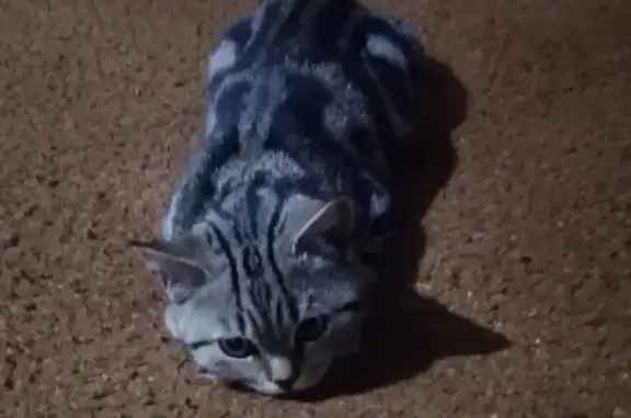 Пропала кошка в районе Дарасунский/Дарасунская