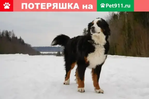 Пропала собака в деревне Дранишники, Ленобласть: Бернский Зенненхунд Астра.