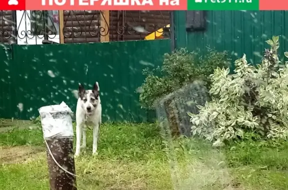 Найдена собака в поселке Ворошиловский