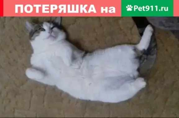 Пропала кошка на Островского, 33
