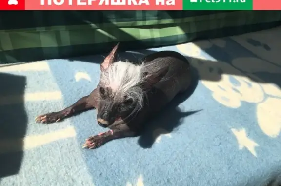 Пропала собака Лина в Обнинске, Калужская область