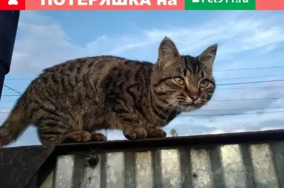 Потерянные животные Курган, фото: Пропала кошка в Глинках, Курган.