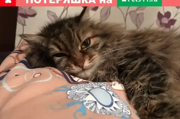Пропала кошка в Подольске на улице Генерала Смирнова 14.