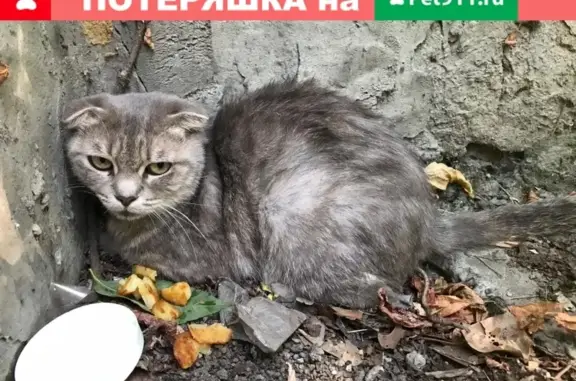 Потерянная кошка в Новороссийске