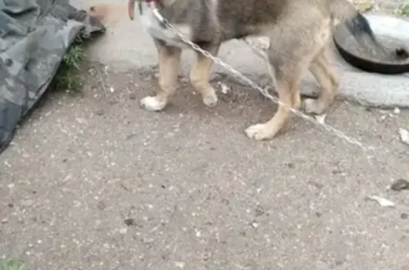 Найдена собачка в Чите, нужна передержка!