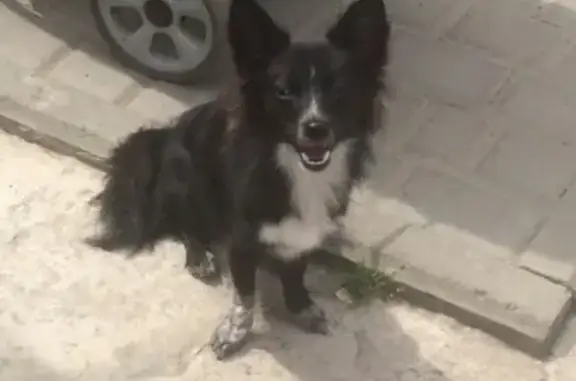 Пропала собака Карабас в Барнауле!