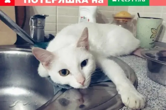 Пропала глухая кошка в Абакане, ул. Кати Перекрещенко 2.