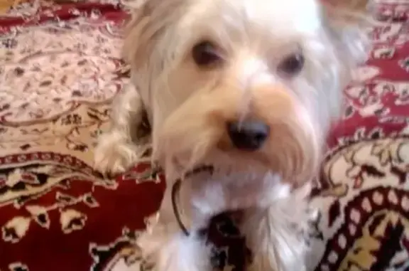 Собаки потеряшки, Тверь, фото: Потеряшка Йошкарский терьер Микки в м-не Южный, ул. Королева, 30 августа