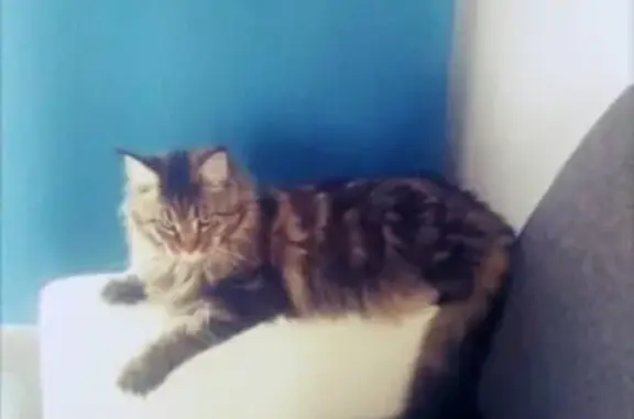 Кошки потеряшки, Тамбов, фото: Потеряшка кошка Марсель в мкр Майский, Тамбовская область