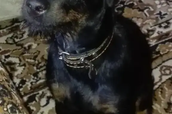 Пропала собака породы ягдтерьер в Белгородской области