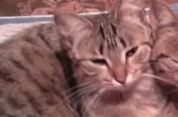 Объявления о пропавших и найденных животных, Магнитогорск, фото: Пропала кошка в поселке 