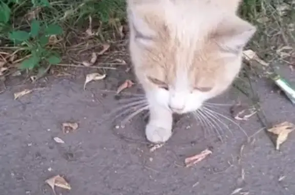 Найдена кошка-бобтейл в Рубцовске
