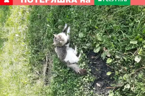Потерянный котик в Терлецком парке, Москва