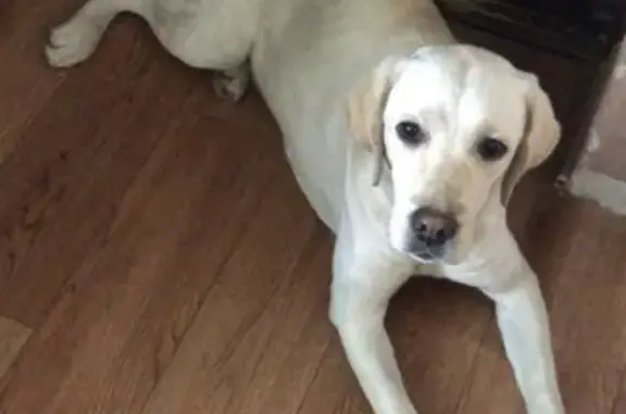 Пропала собака породы Лабрадор на Гражданской 2а в Копейске