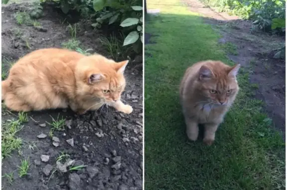 Найден рыжий кот возле коттеджей в Барнауле
