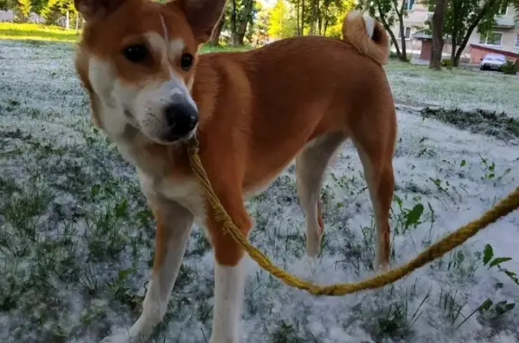 Пропала собака в Бердске, ищем Тасю!