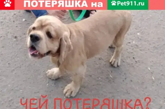 Найдена собака на ст. Заречная, ищем хозяев в Ростове.