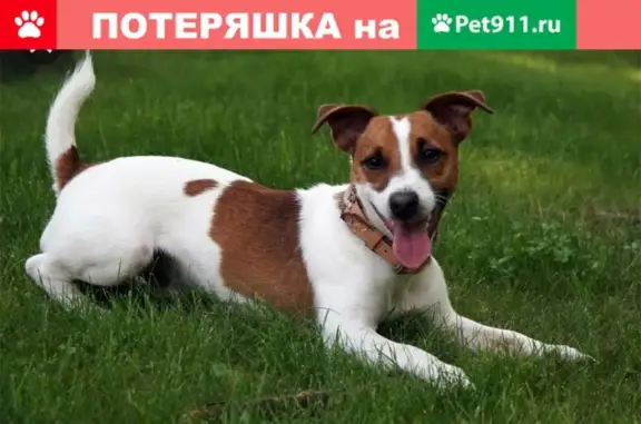 Найдена собака на проспекте Ветеранов, возможно нужна помощь!