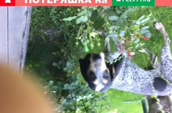Собака Кобель найдена на Киевском шоссе в Коммунарке.