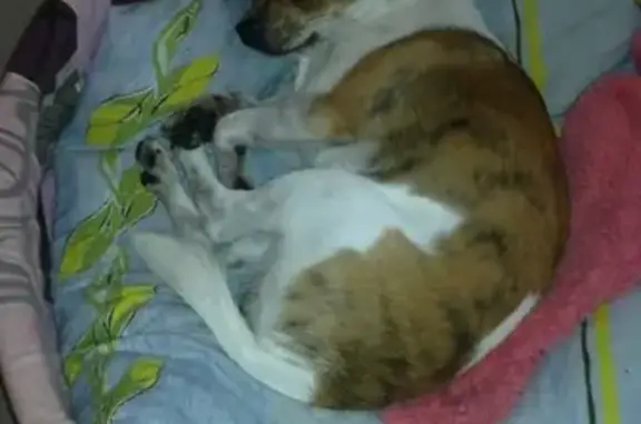 Пропала собака в Всеволожске: мальчик чихуахуа, бело-рыжий тигровый окрас