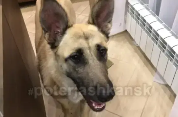Найдена собака в Кольцово на улице Весенней
