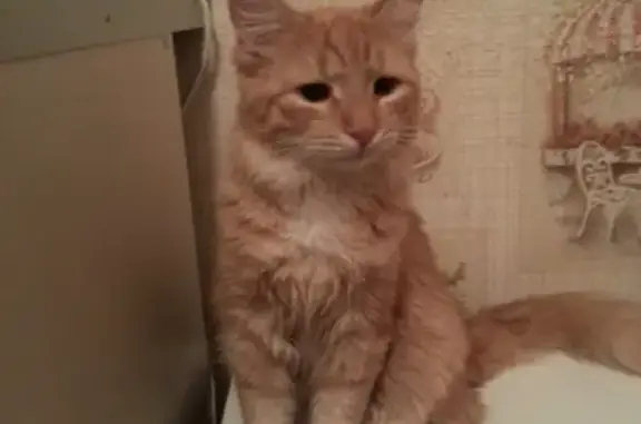 Кошки потеряшки, Москва, фото: Потеряшка котик на ул. Клары Цеткин, д. 17, Войковский район (вознаграждение)