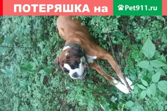 Пропала собака в Ликино-Дулёво, метка MVM 1283