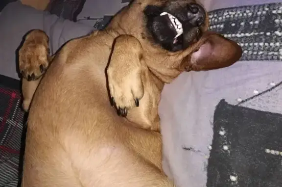 Собаки потеряшки, Ульяновск, фото: Потеряшка собака Джон в парке Победы, Ульяновск