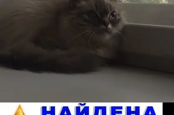 Потерянные животные Курган, фото: Пропала кошка, найдена в автошколе (г. Курган, ул. Войкова, 23а)