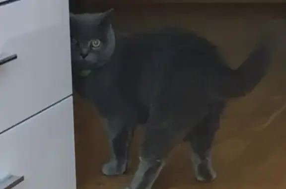Пропала кошка Пятница в Ростове-на-Дону